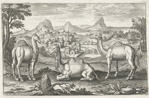 Adriaen Collaertによって刻まれた3つのラクダ（c。1560？1618）